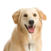 pet search